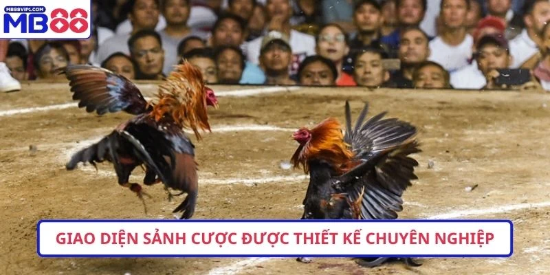 Giao diện sảnh cược được thiết kế chuyên nghiệp, hiện đại